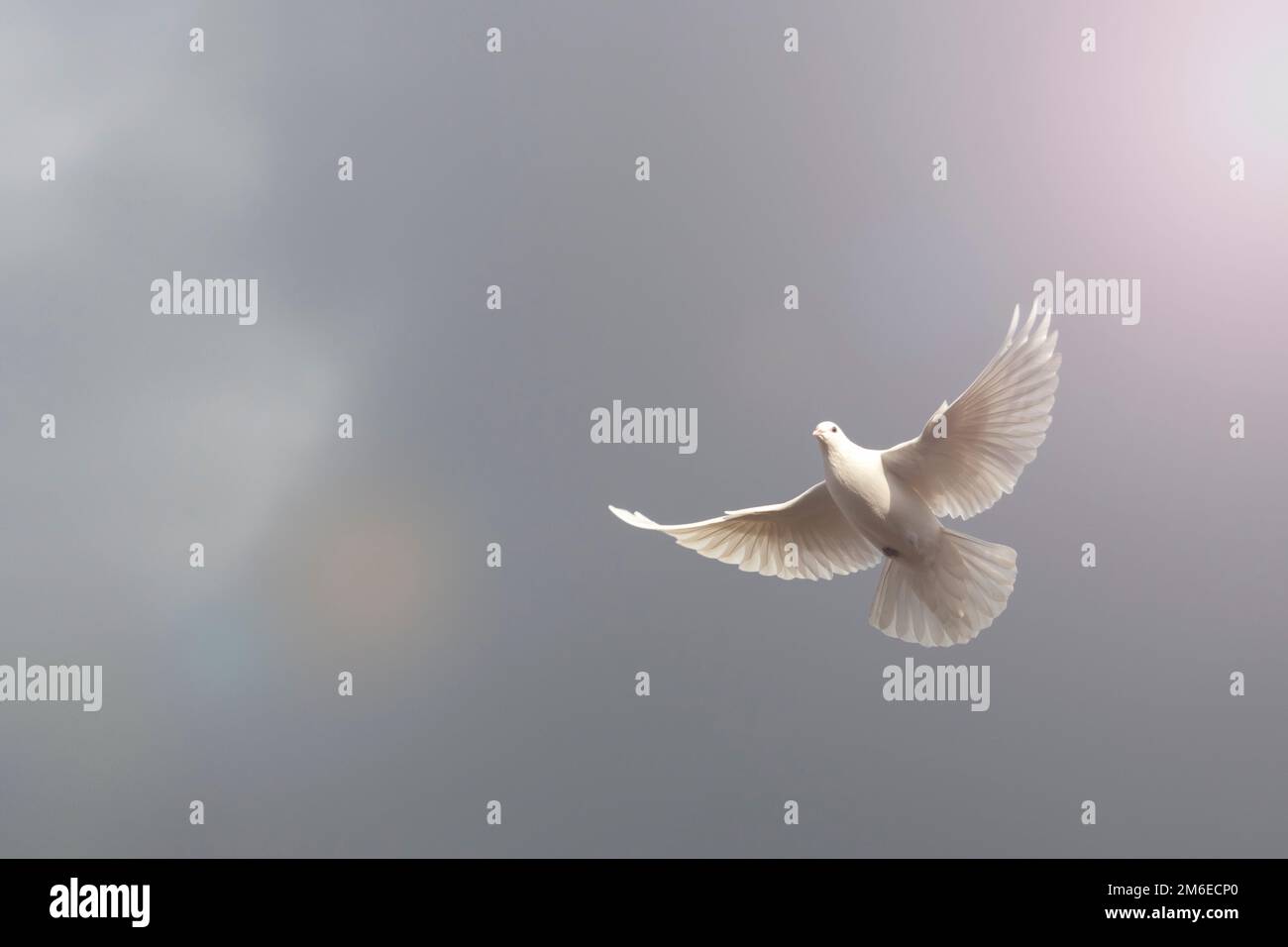 Weiße Taube, die ihre Flügel ausbreitet, fliegt mit einem Lichtstrahl am Himmel Stockfotografie