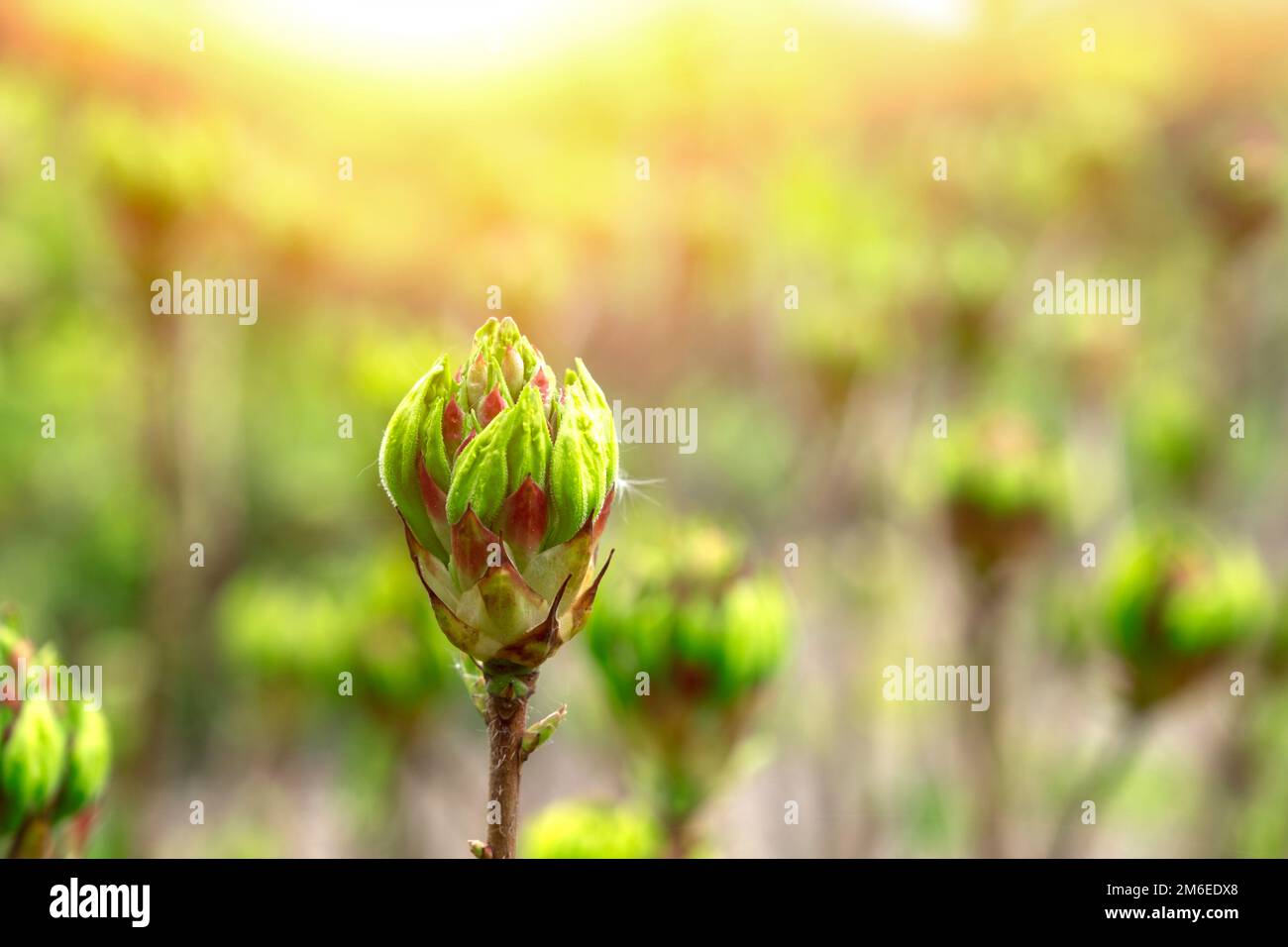Rosa Rhododendron mit einer ungeöffneten Knospe auf grünem, natürlichem Hintergrund. Grüne Knospenblume auf natürlichem, verschwommenem Hintergrund, Frühlingshintergrund Stockfoto