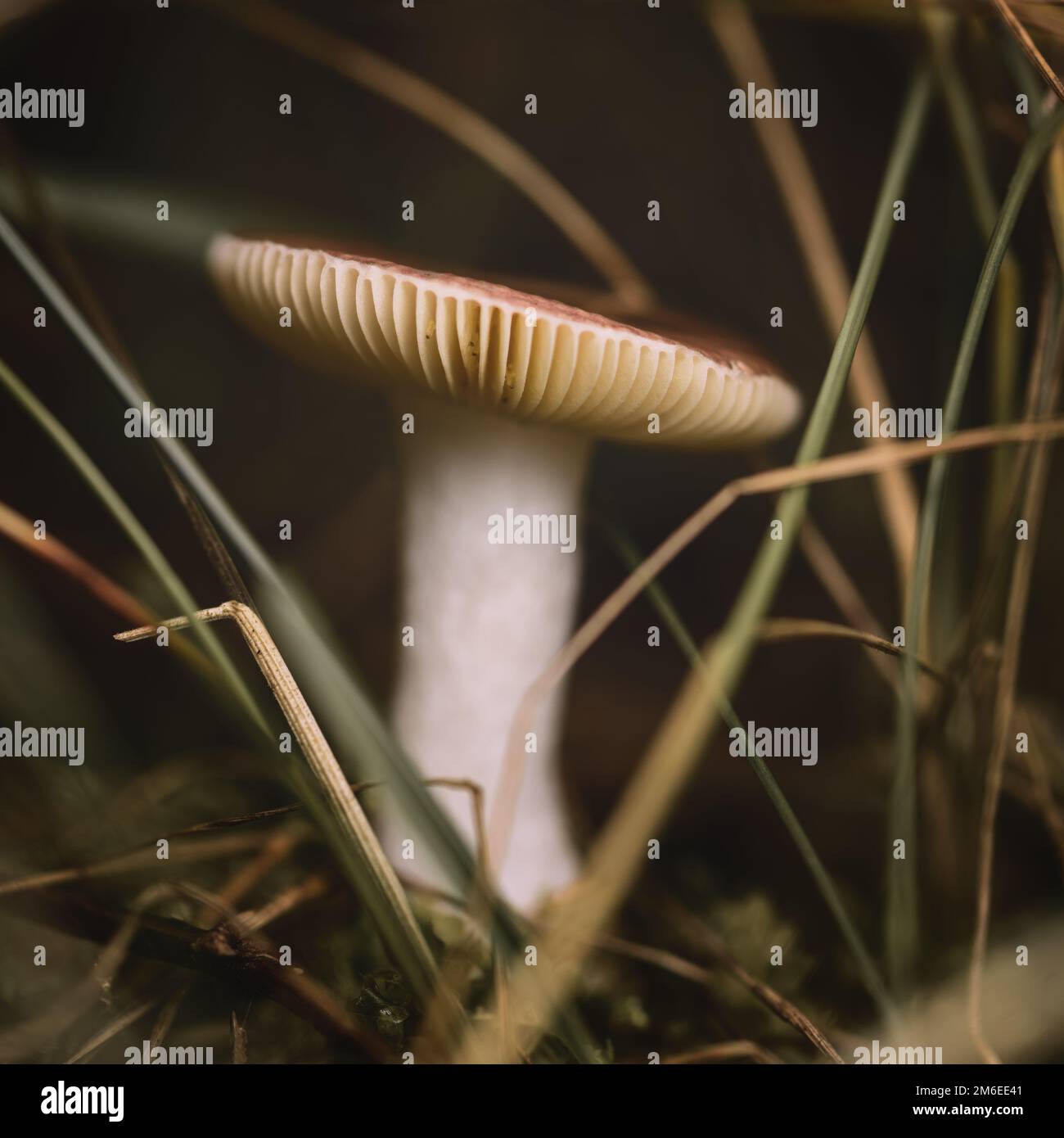 Pilze im Gras aus der Nähe Stockfoto