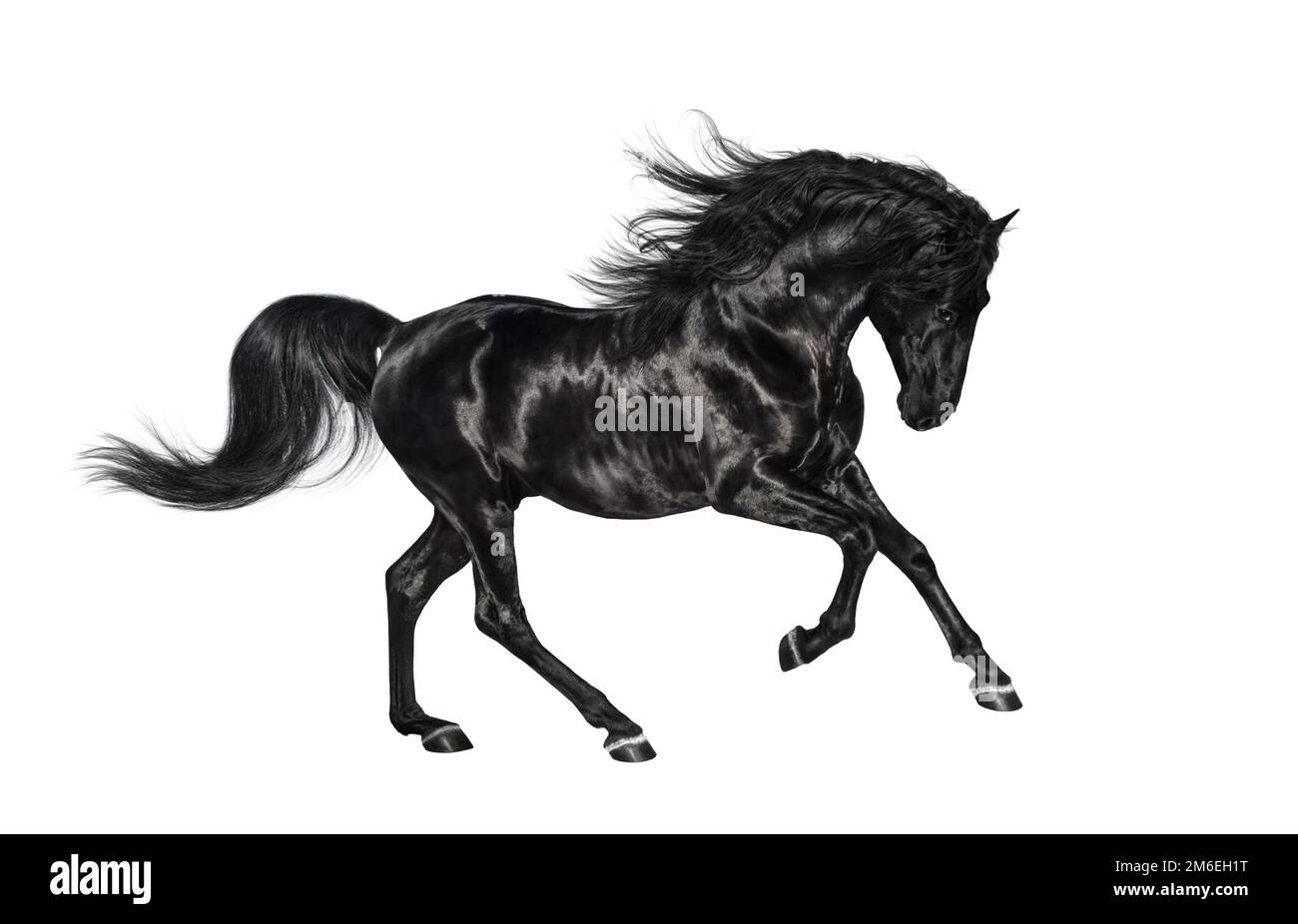 Galoppierender, glänzender, schwarzer andalusischer Hengst, isoliert auf weißem Hintergrund. Stockfoto