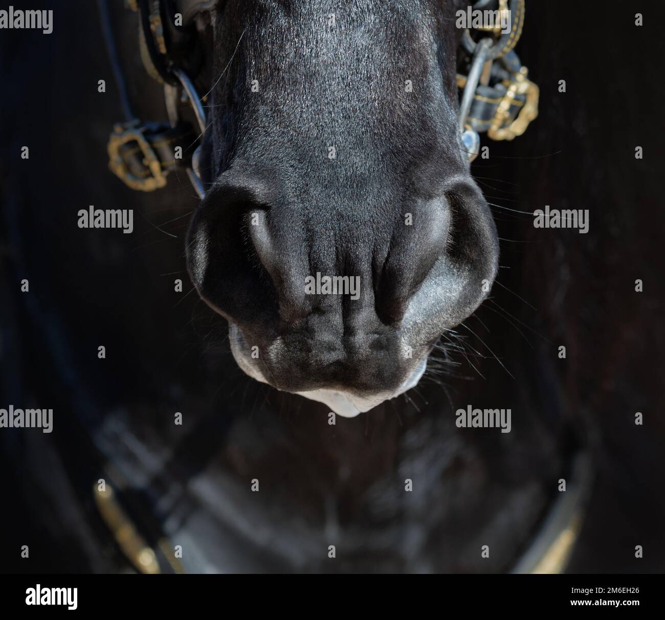 Die Nase des andalusischen Pferdes in dunklen Farben. Schließen. Stockfoto
