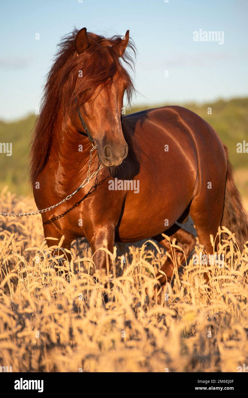 Kastanienhengst mit langer Mähne auf Weizenfeld. Lokale Bashkir-Rasse. Sommer Stockfoto