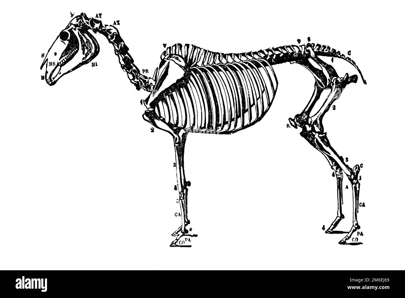 Pferdeskelett. Antike Illustration aus einem Medizinbuch, 1889. Stockfoto