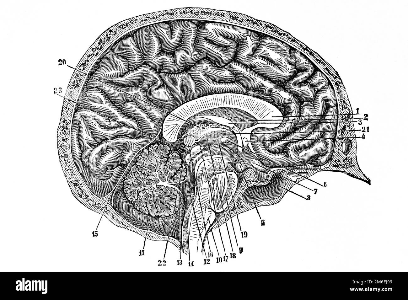 Querschnitt der Hirnanatomie. Antike Illustration aus einem Medizinbuch. 1889. Stockfoto