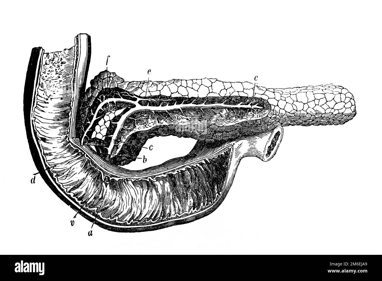 Pankreas. Antike Illustration aus einem Medizinbuch. 1889. Stockfoto