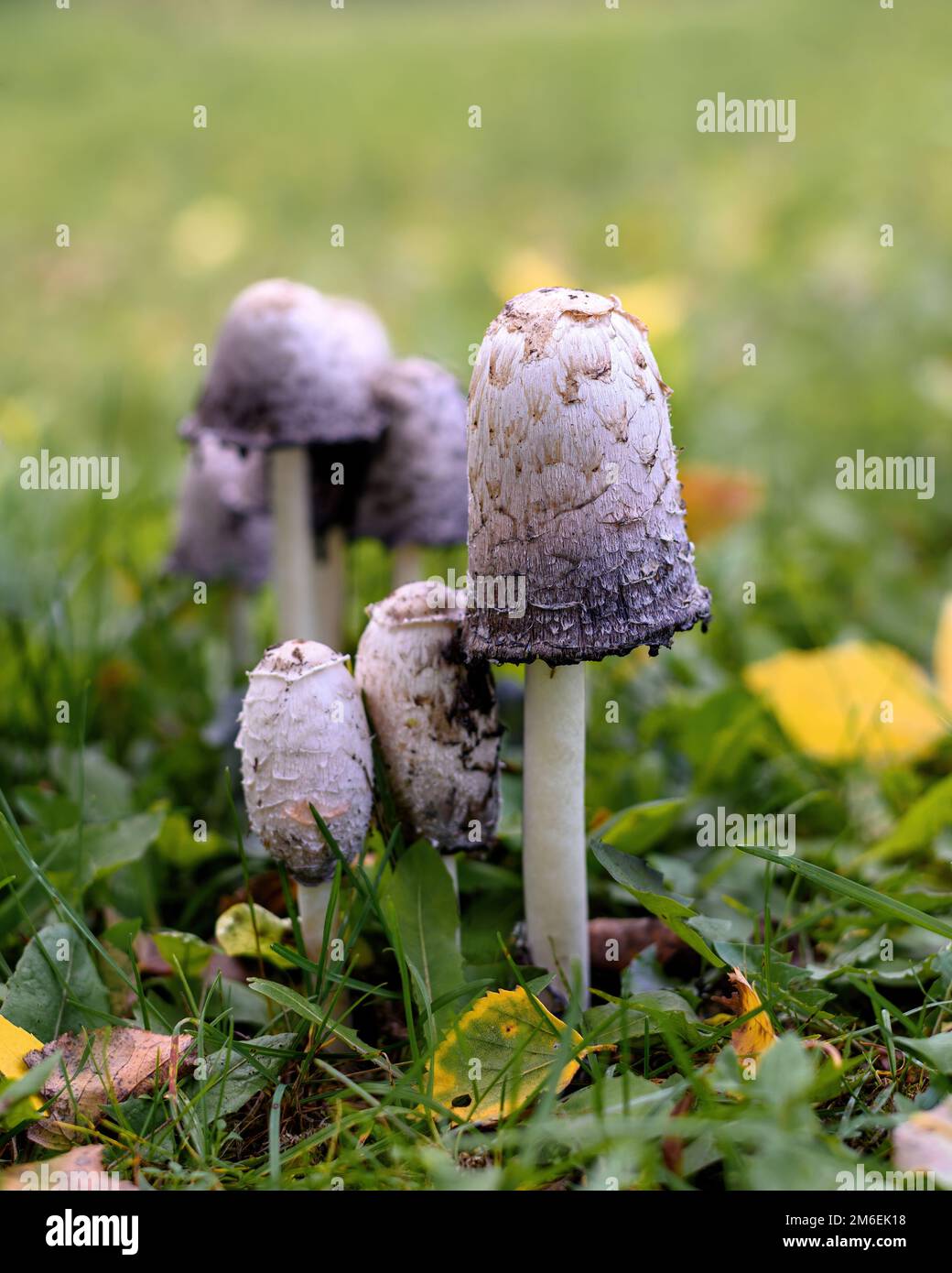 Gruppe weißer Dungpilze Coprinus comatus Stockfoto