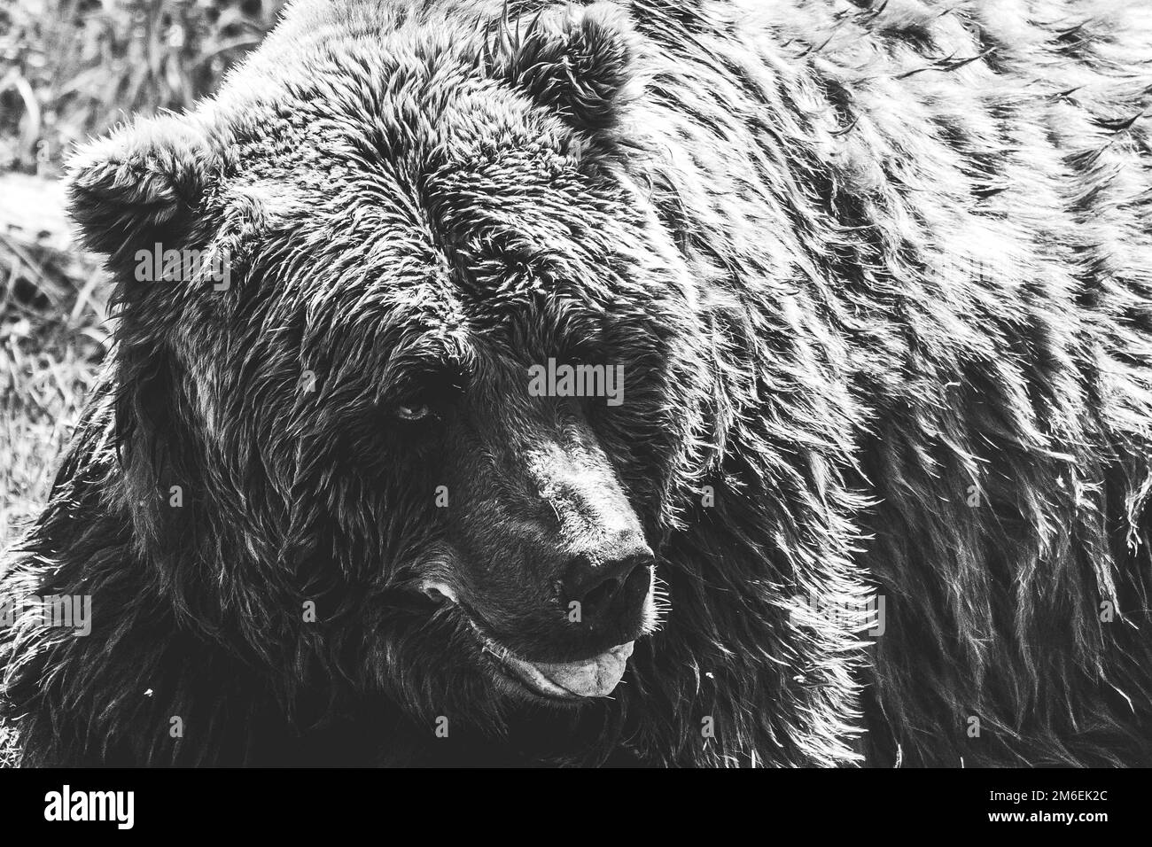 Ein schwarz-weißes Nahporträt eines braunen Grizzlybären, der mit offenem Mund im Gras liegt. Das Säugetier ist ein gefährliches Raubtier, aber das ist es Stockfoto