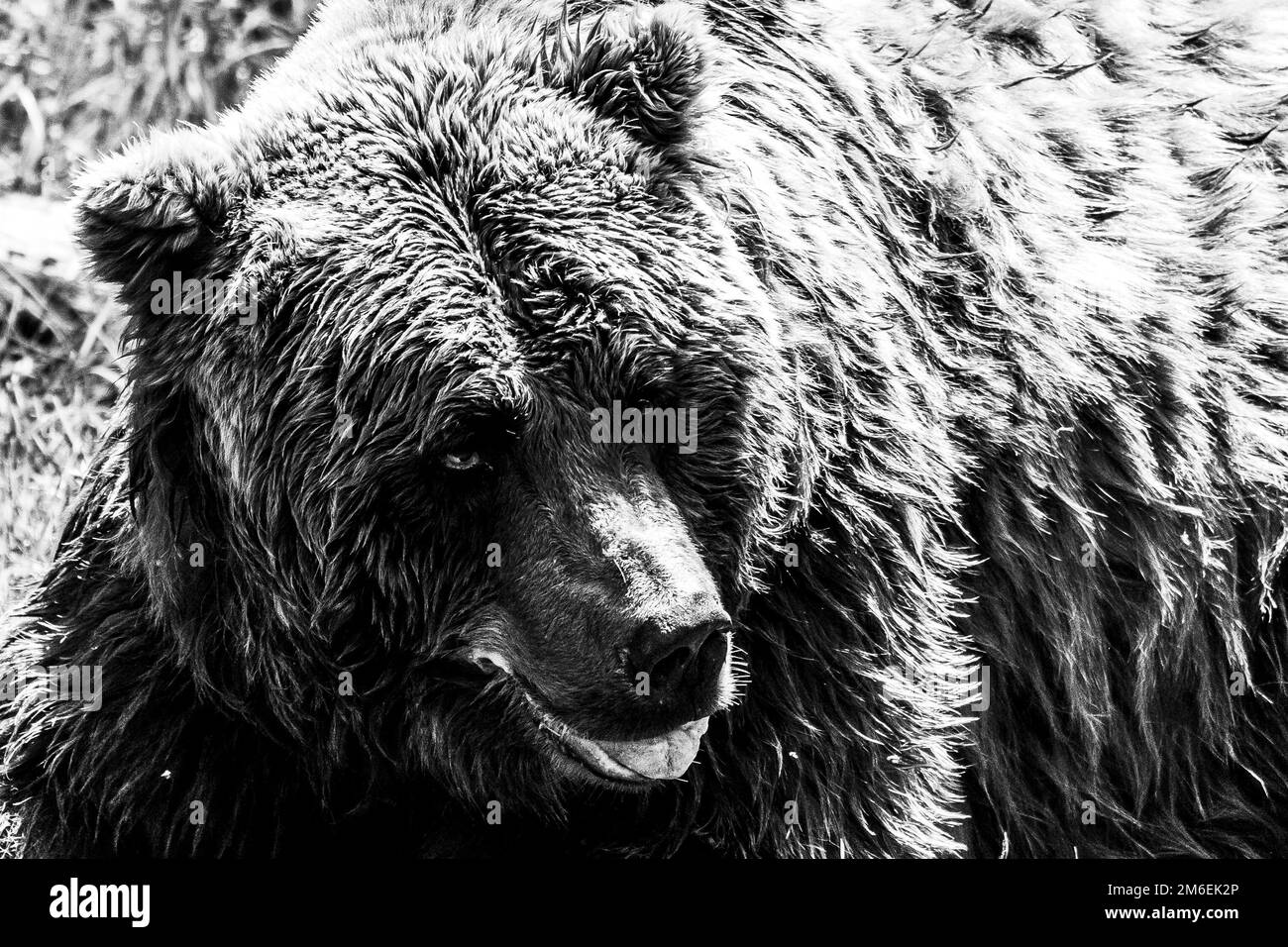 Ein schwarz-weißes Porträt eines braunen Grizzlybären, der mit offenem Mund im Gras liegt. Das Säugetier ist ein gefährliches Raubtier, aber jetzt ist es Looki Stockfoto