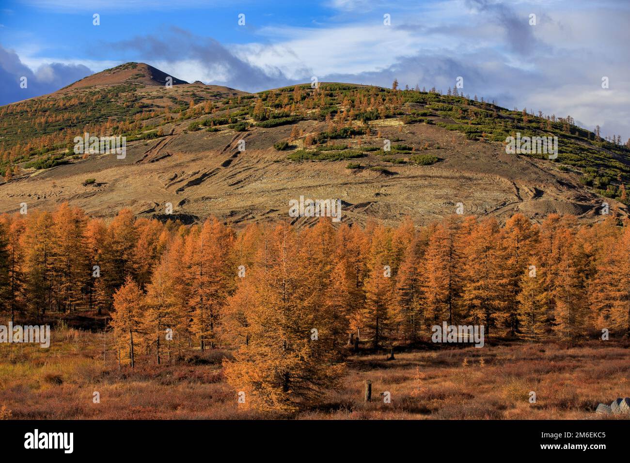 Die Natur der Magadan-Region. Helle, niedrige Hügel in der Tundra, bedeckt mit Gras und bunten Bäumen. Russische Tundra Stockfoto