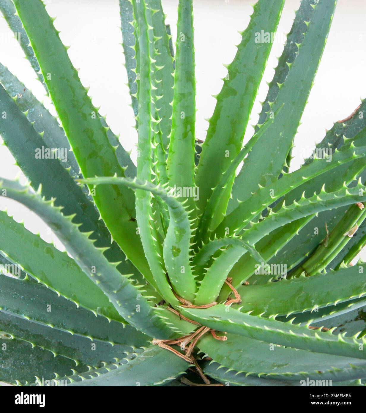 Aloe Vera ist als Zierpflanze weit verbreitet. Die Spezies ist bei