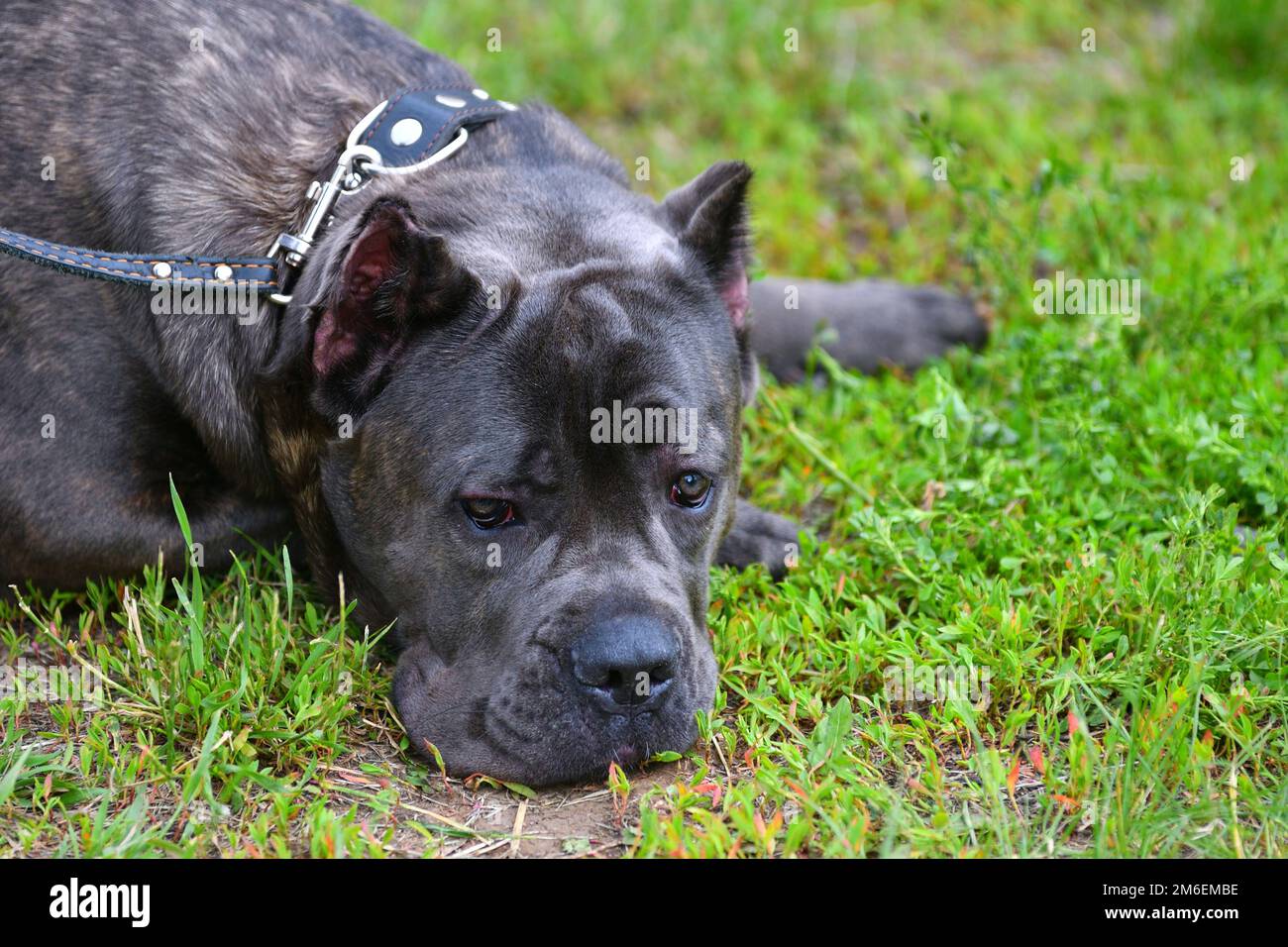 Hunderasse Cane-Corso auf einem Spaziergang an einem Sommertag Stockfoto