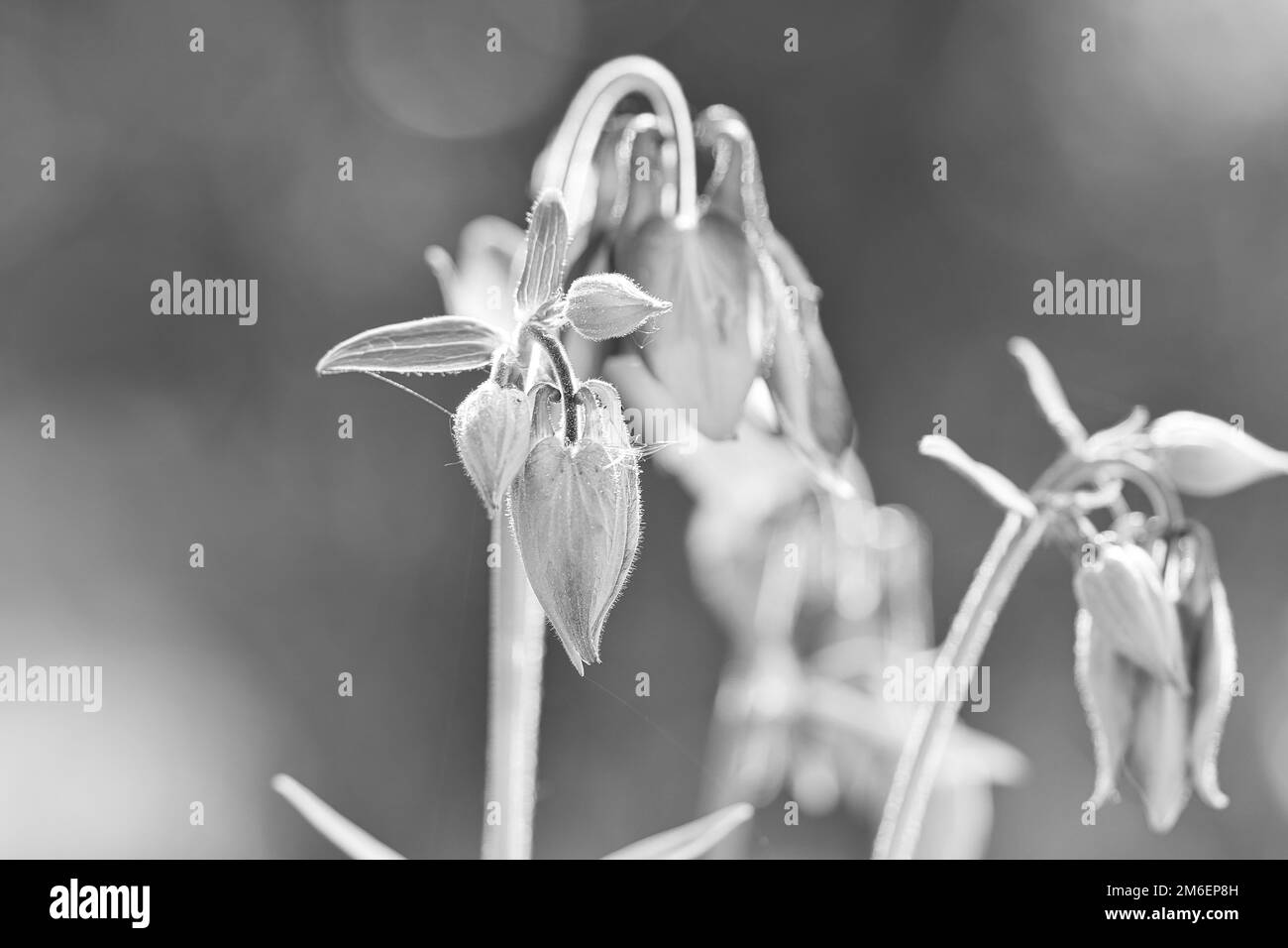 Wilde Orchidee auf einer Wiese. Schwarzweiß-Aufnahme. Blumenfoto aus der Natur. Querformat Stockfoto