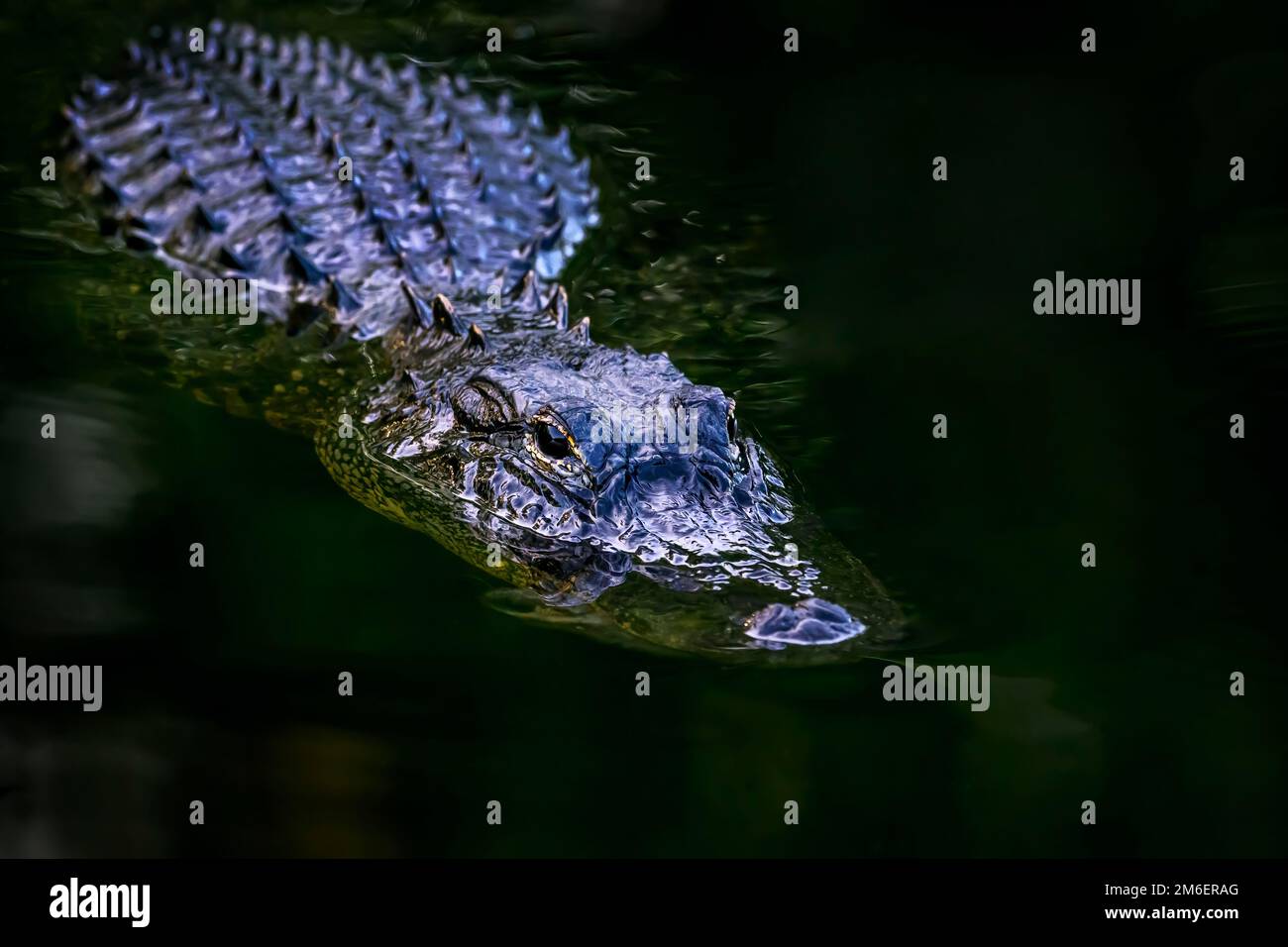 Amerikanischer Alligator (Alligator mississippiensis), versteckt im dunklen Wasser, Big Cypress National Reserve, Florida, Vereinigte Staaten. Stockfoto