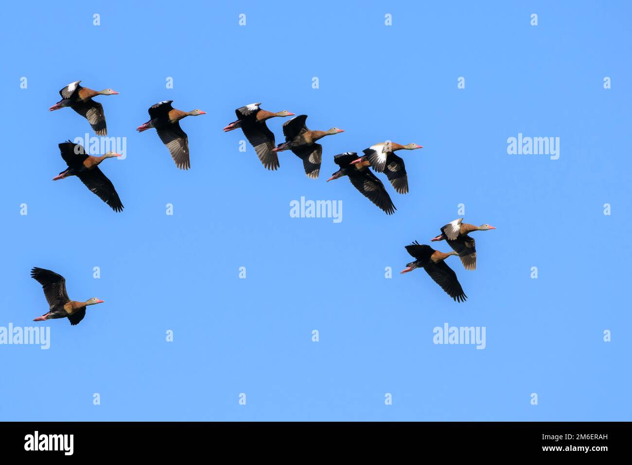 Schwarzbäuche-Whistling-Duck (Dendrocygna autumnalis) fliegt gegen den blauen Himmel, Venedig-Rookery, Florida, USA Stockfoto