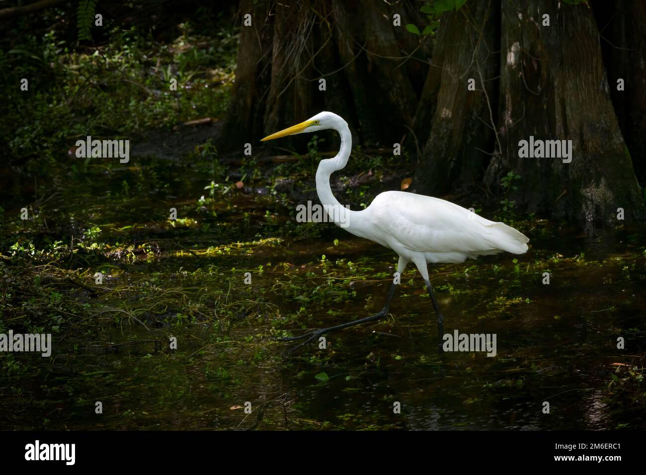 Große Egret (Ardea alba) auf der Suche nach einem Moor, Big Cypress National Preserve, Florida Stockfoto