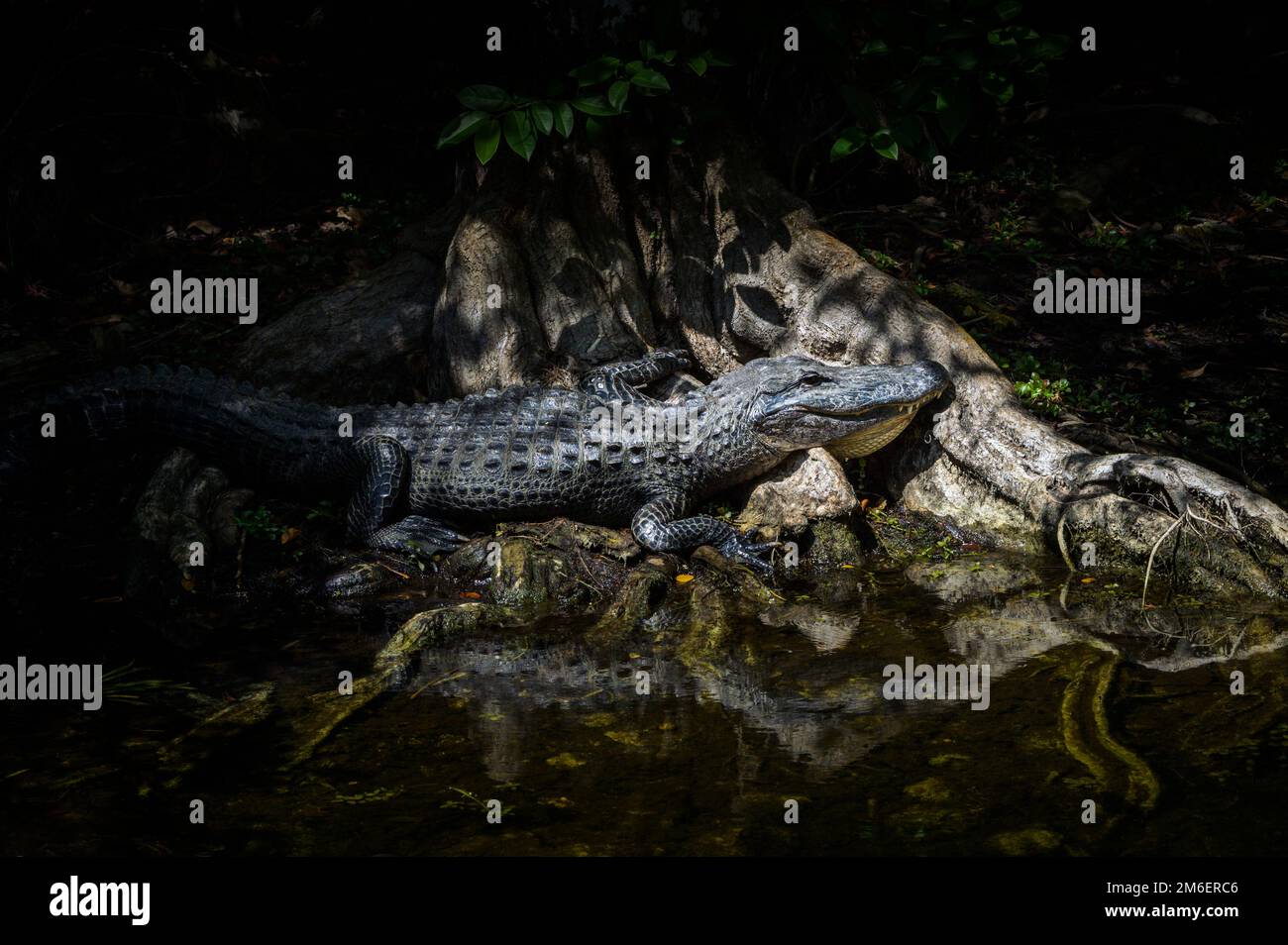 Amerikanischer Alligator (Alligator mississippiensis), der auf Zypressenwurzeln im Sumpf liegt, Big Cypress National Reserve, Florida, Vereinigte Staaten. Stockfoto