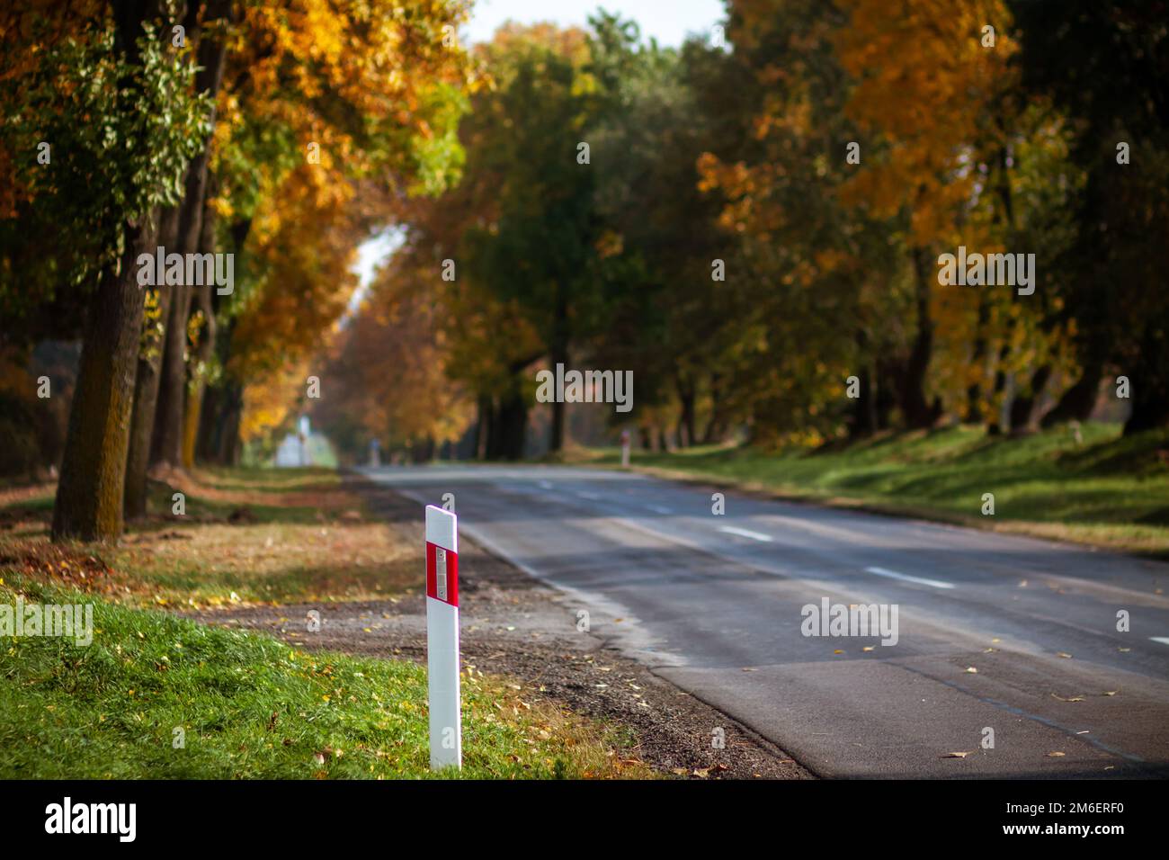 Gepflasterte Straße durch den Wald mit Herbstbäumen Stockfoto