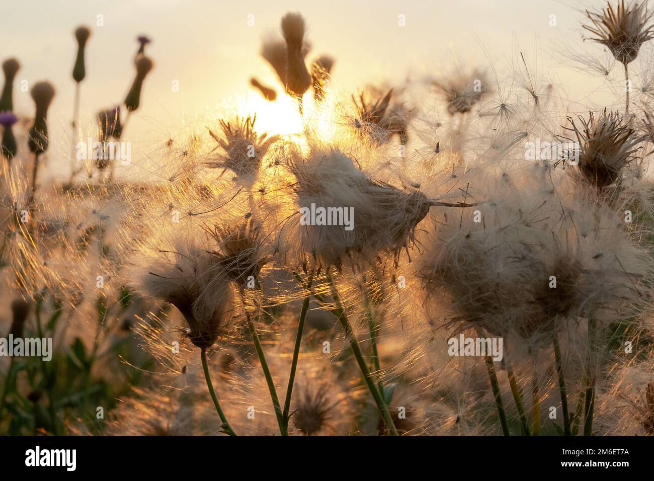 Blüten schließen sich mit dem verschwommenen Hintergrund und Bokeh und Sonnenlicht Stockfoto