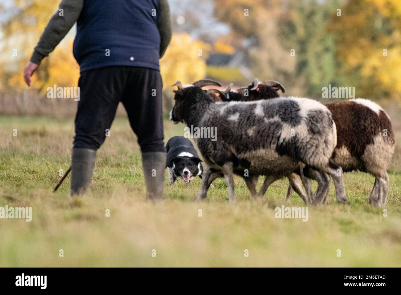 Jakob-Schafe, die während der Versuche mit Schäferhunden in Kippen, Kippen, Stirling, Schottland, Vereinigtes Königreich, von unerfahrenen Schäferhunden gezüchtet wurden Stockfoto