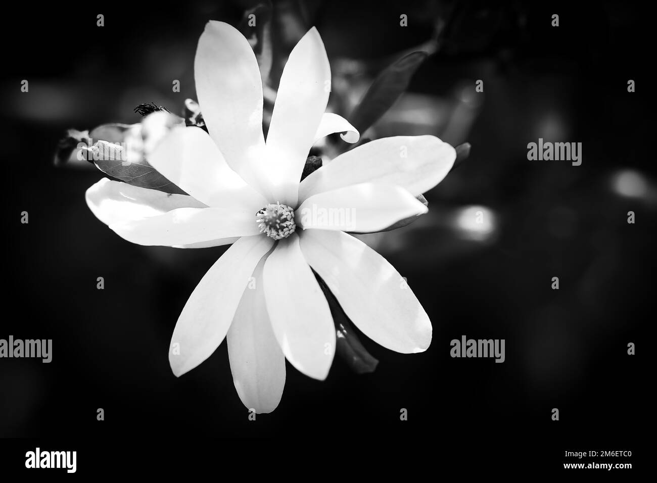 Weiße Blütenblätter einer Blume mit schwarzem Hintergrund. Schwarz-Weiß abgebildet. Blumen isoliert. Blumenfoto aus der Natur. Querformat Stockfoto