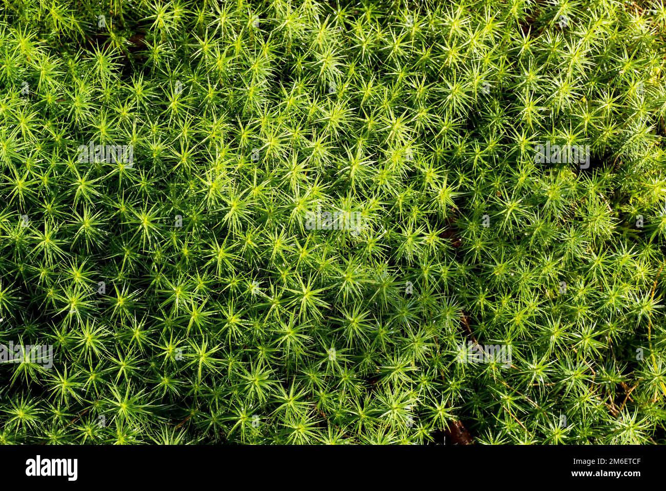 Grünes Moos Nahaufnahme. Kuschushkin-Flachs (gewöhnlicher Lachs) oder Polytrichum (gewöhnlicher Lat.) Polytrichum commune. Stockfoto