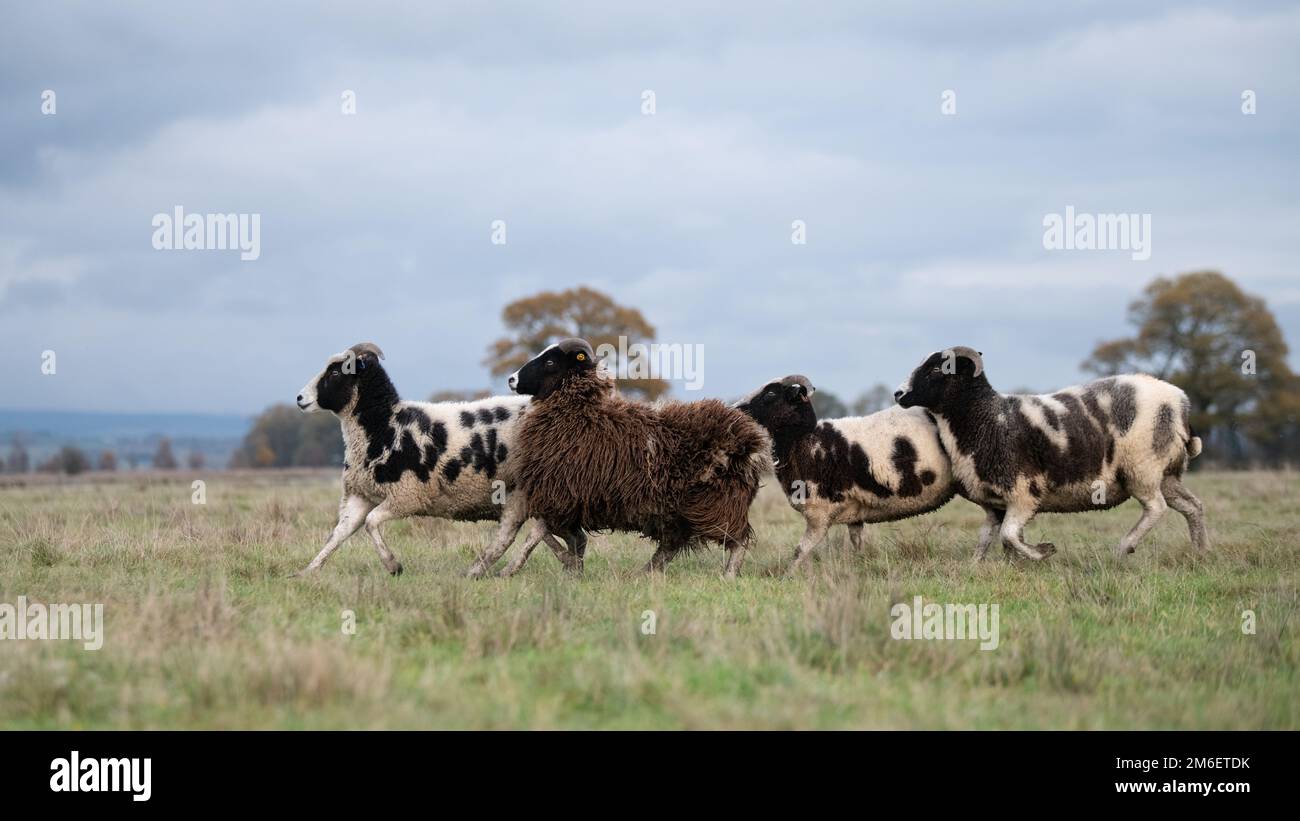 Jacob Sheep Stockfoto