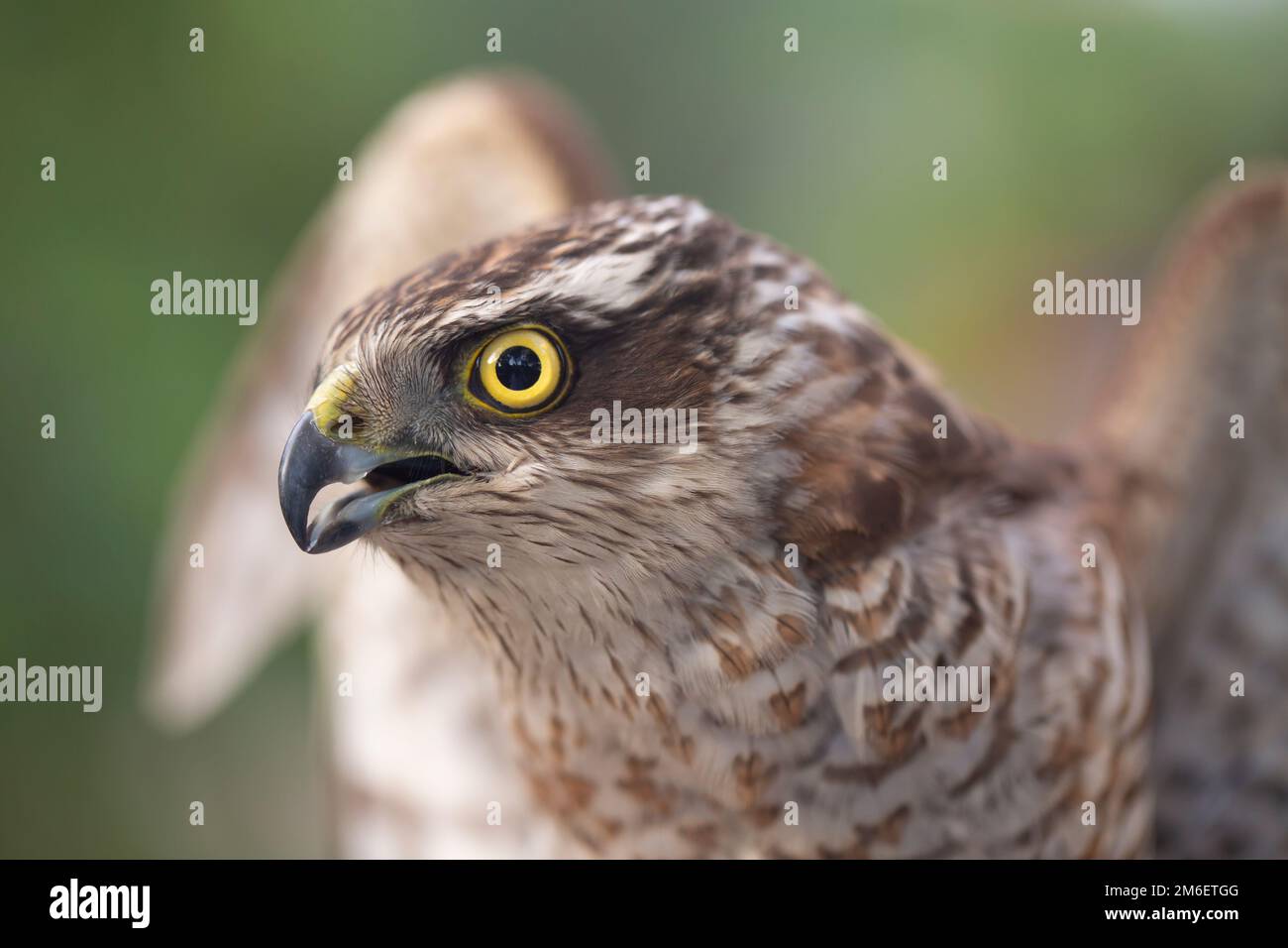 Nahaufnahme eines eurasischen Sparrowhawk (Accipiter nisus). Dieser Raubvogel ist in Europa, Asien und Nordafrika weit verbreitet. Ein männlicher Erwachsener Stockfoto