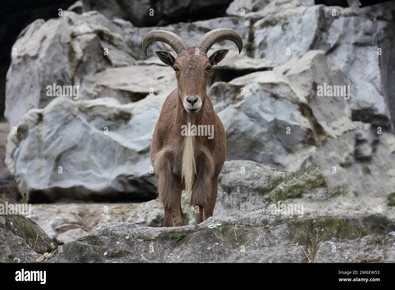 Berberschafe (Ammotragus lervia) Stockfoto