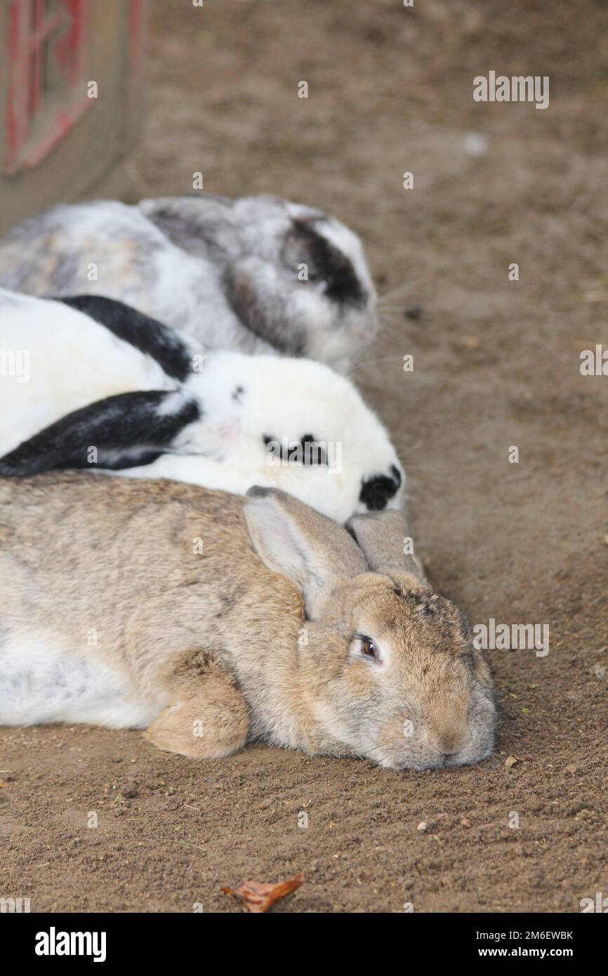 Hauskaninchen (Oryctolagus cuniculus forma domestica) Stockfoto