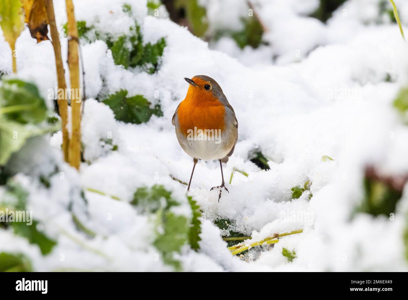 Robin Redbreast (Erithacus rubecula) im Schnee im Winter, Sussex, Großbritannien Stockfoto
