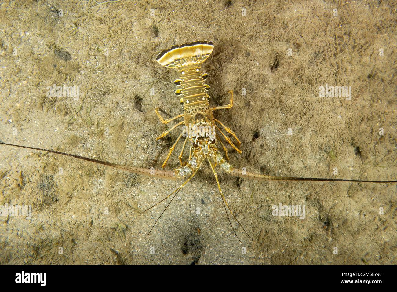 Karibischer Spiny Lobster (Panulirus argus) in Florida, USA Stockfoto