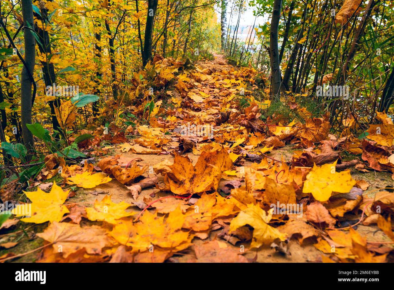 Ein Pfad mit gelben Ahornblättern. Stockfoto