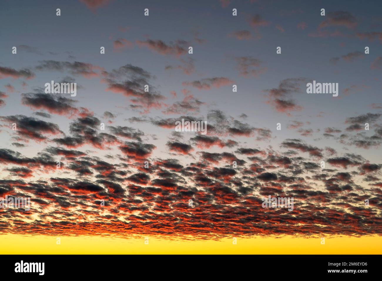 Wunderschöne rote Wolken, beleuchtet von den Sonnenstrahlen bei Sonnenuntergang, schweben über den gelb-blauen Himmel. Stockfoto