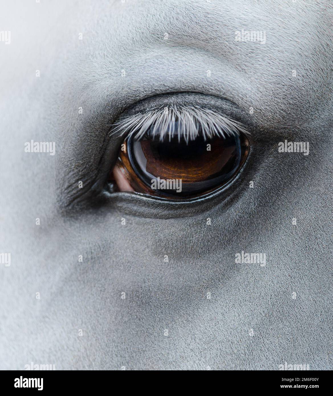 Nahaufnahme - Auge eines hellgrauen Pferdes Stockfoto