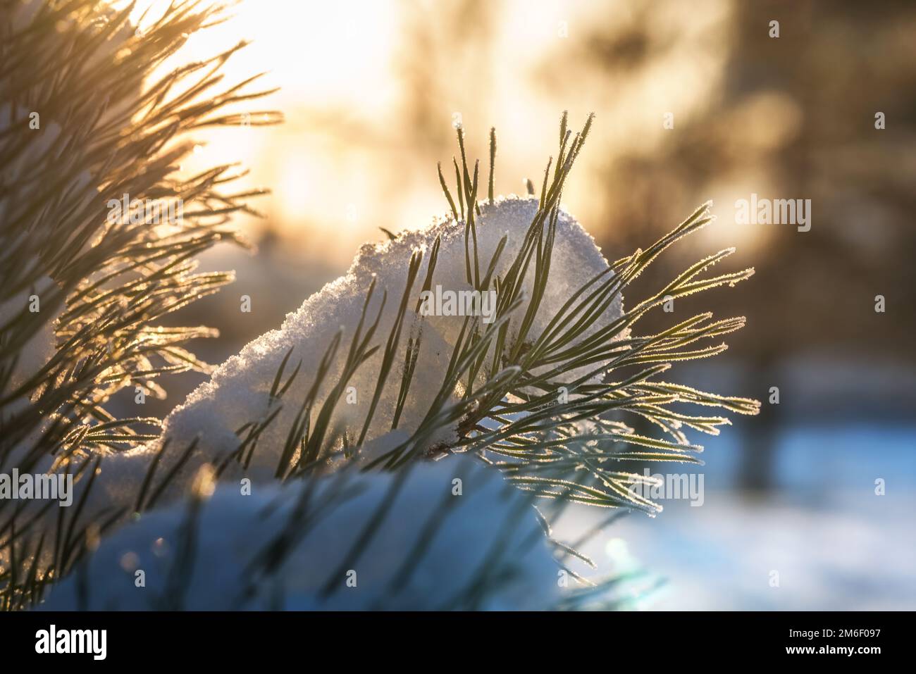 Schnee auf einem Pinienzweig, von der Sonne erleuchtet Stockfoto