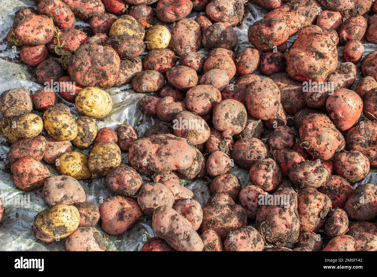 Kartoffeln im Garten graben. Zeitpunkt der Ernte, Kartoffelpflanzen. Stockfoto