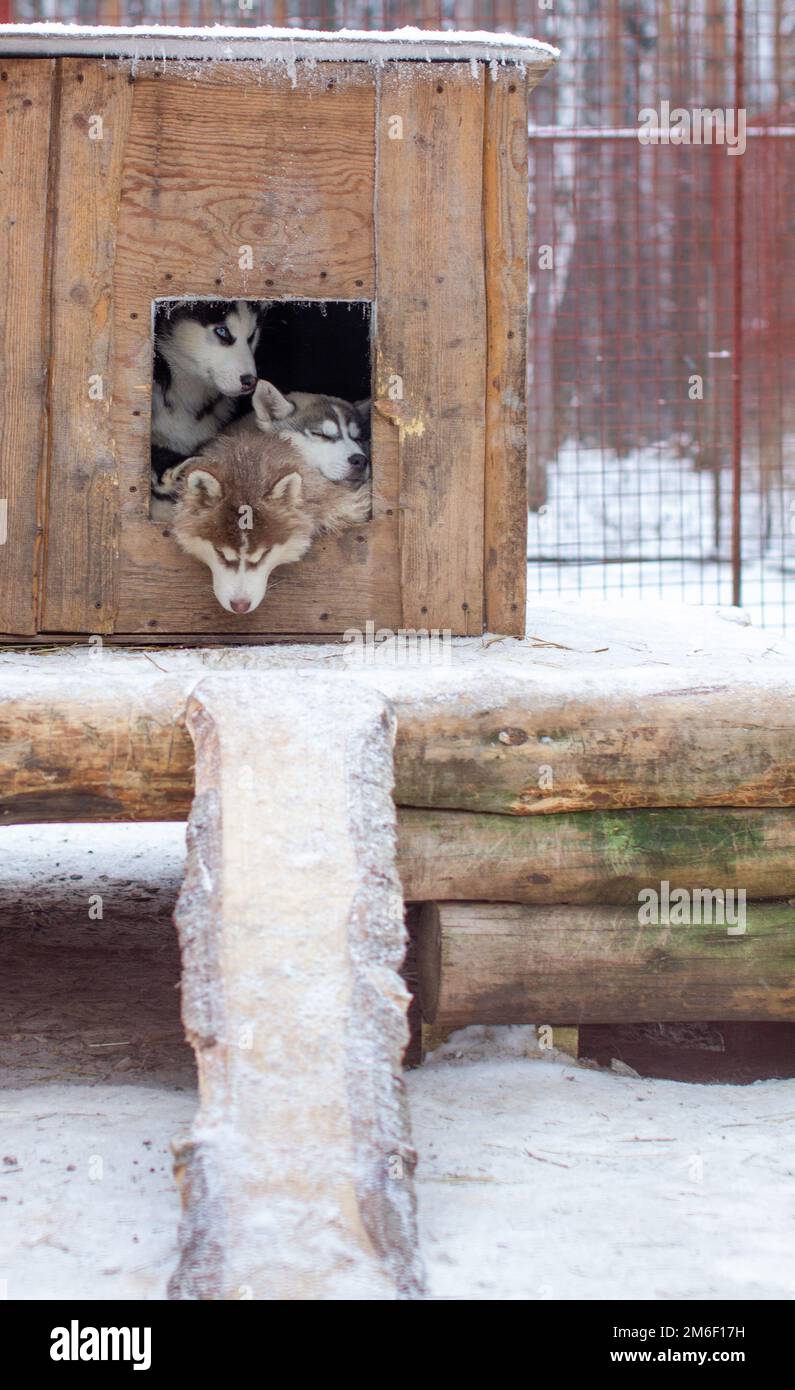 Wunderschöne sibirische Husky-Welpen im Zwinger, im Winter. Stockfoto