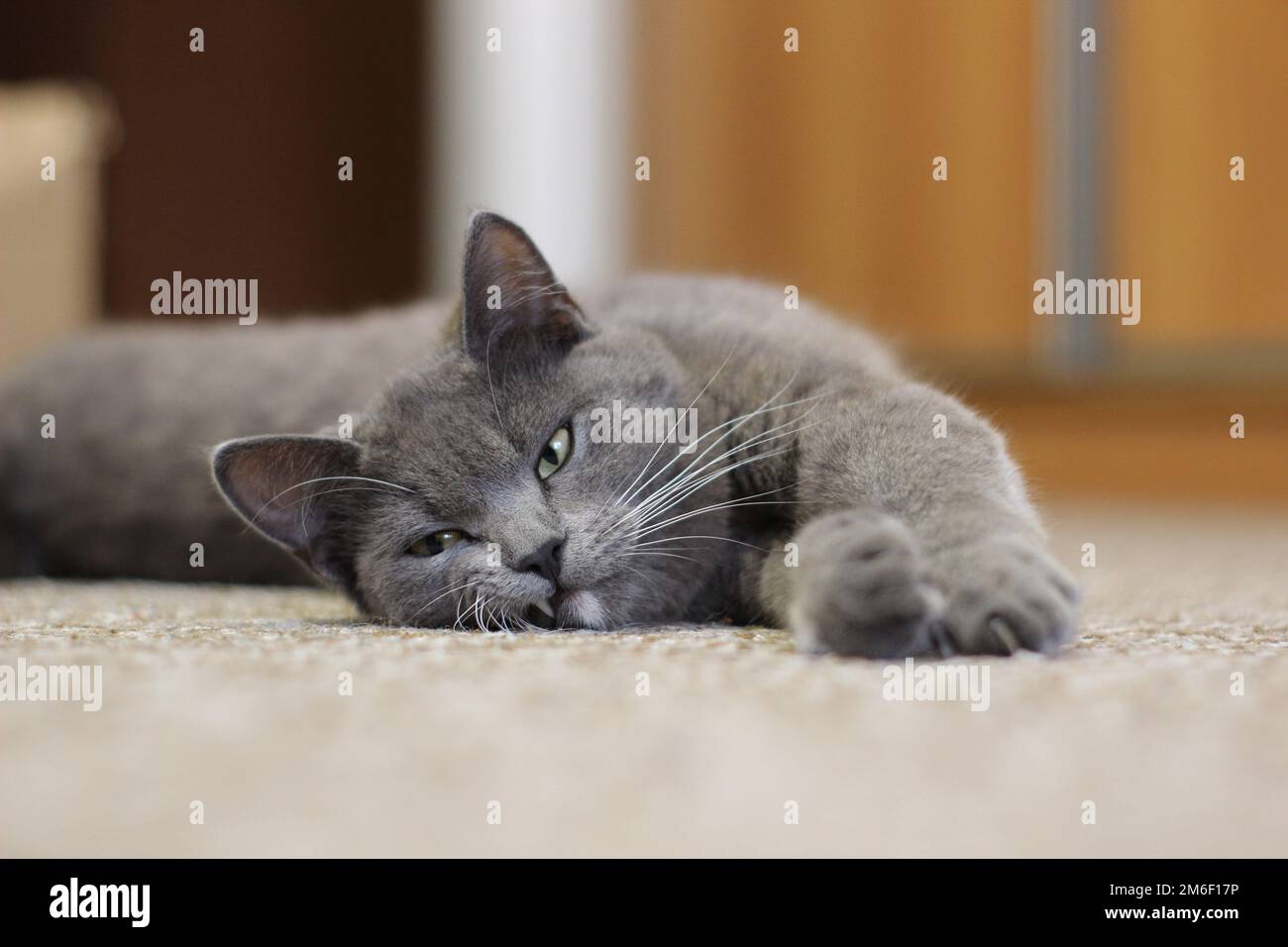 Graue Katze liegt auf dem Boden, Katze mit silbernen Haaren, junge britische Katze auf dem Boden Stockfoto