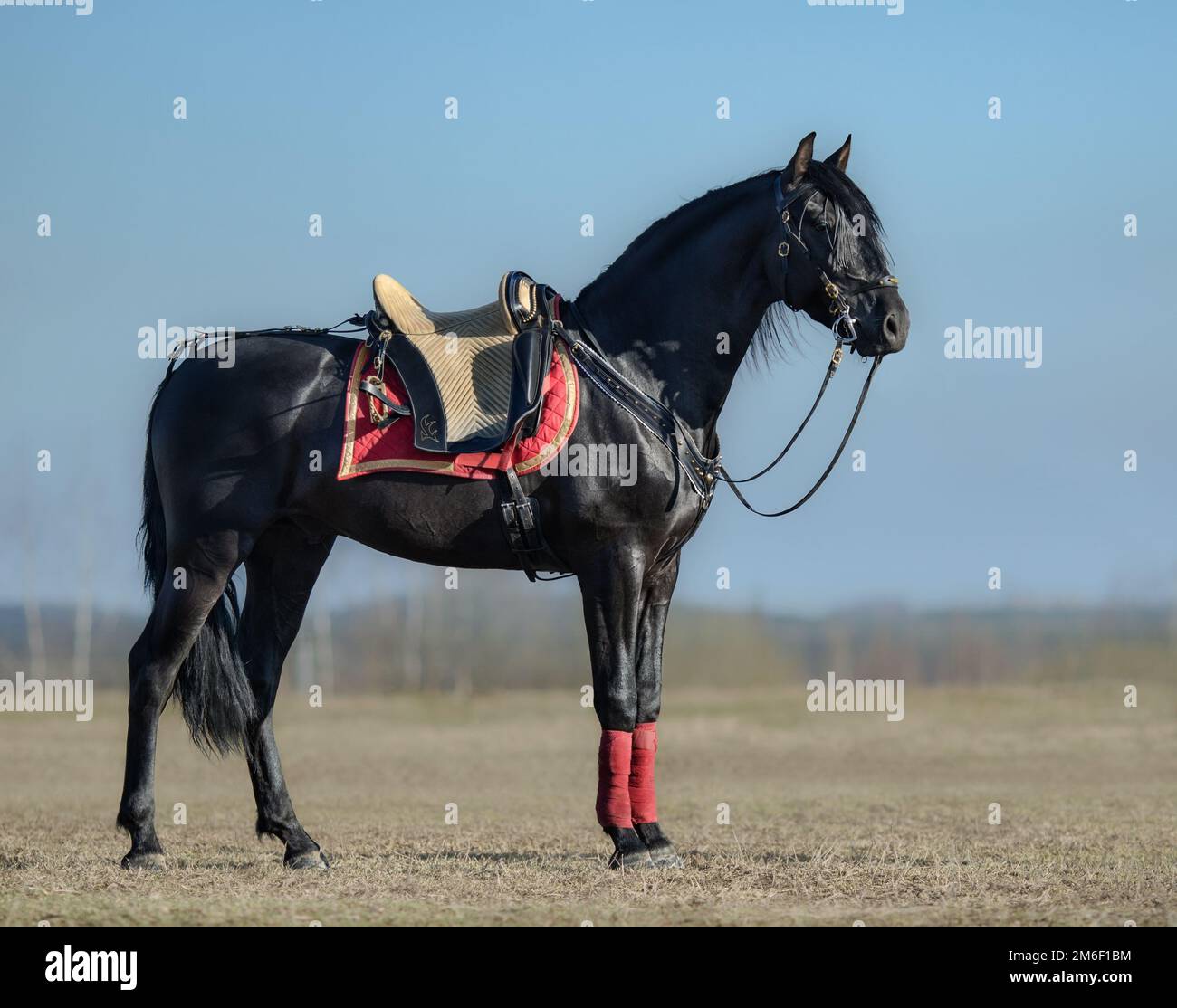 Ganzkörperporträt eines schwarzen spanischen Pferdes mit portugiesischem Sattel im Frühlingsfeld. Stockfoto