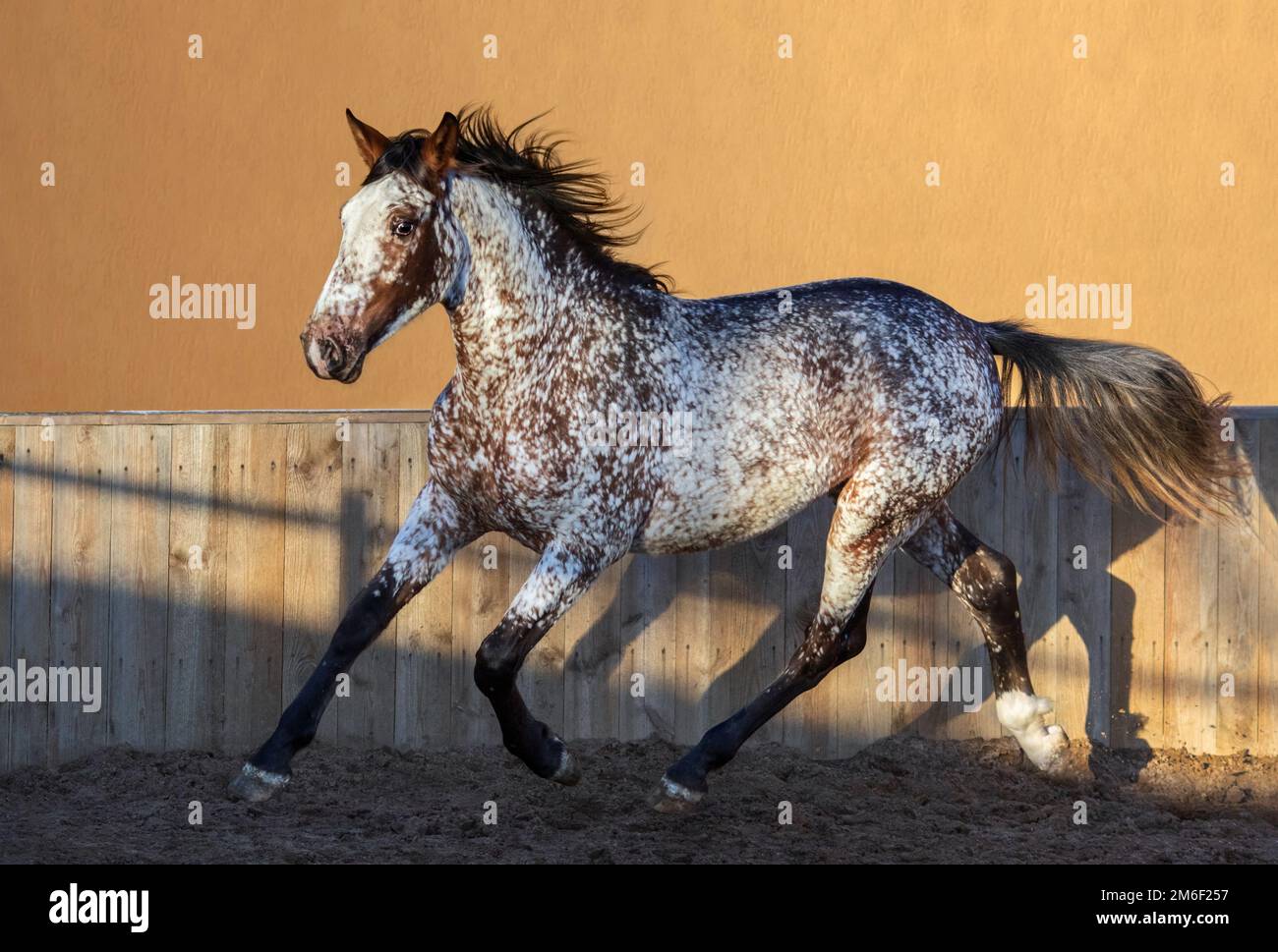 Wunderschöne seltene Appaloosa in einzigartiger Farbe. Kreuzung zwischen Appaloosa und andalusischem Pferd. Stockfoto