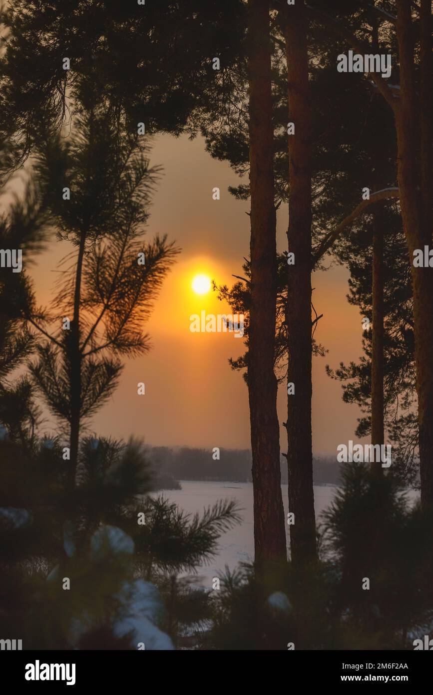 Winterwald bei Sonnenuntergang Stockfoto