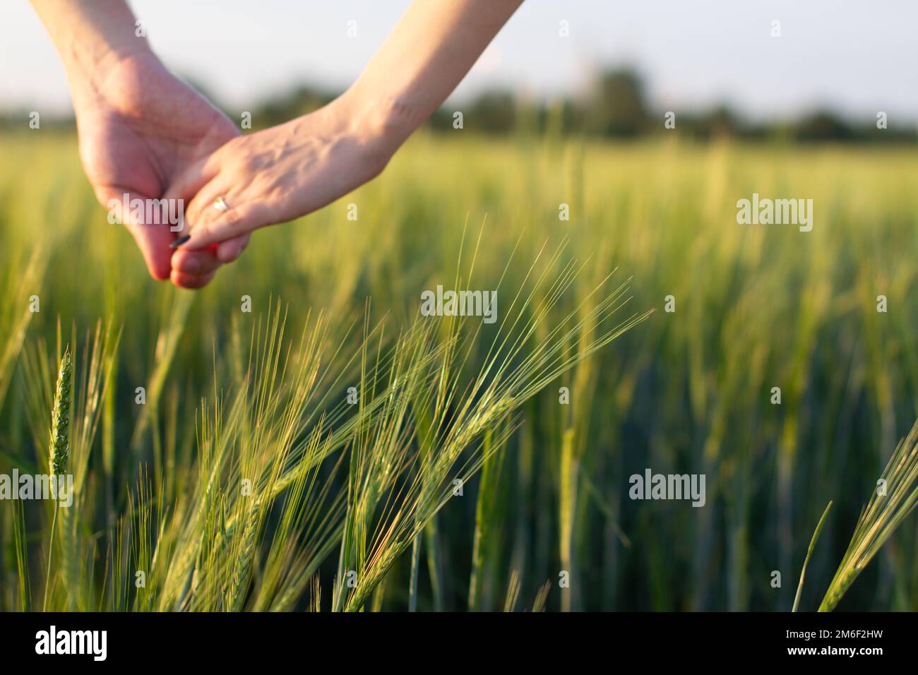Die Hand eines Mannes und einer Frau zusammen auf einem Weizenfeld. Ernte, Lebensweise, Familienbegriff Stockfoto
