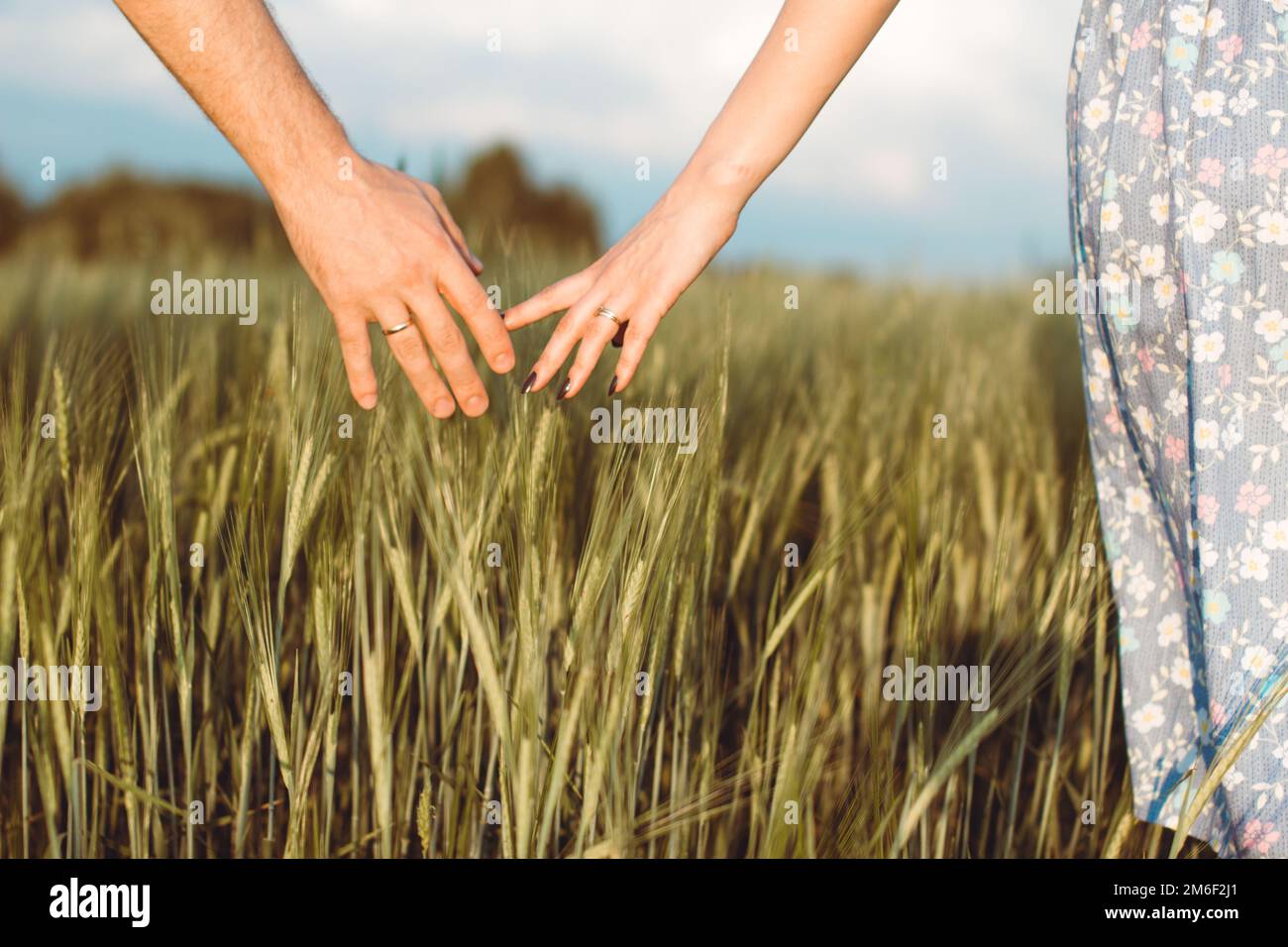 Die Hand eines Mannes und einer Frau zusammen auf einem Weizenfeld. Ernte, Lebensweise, Familienbegriff Stockfoto