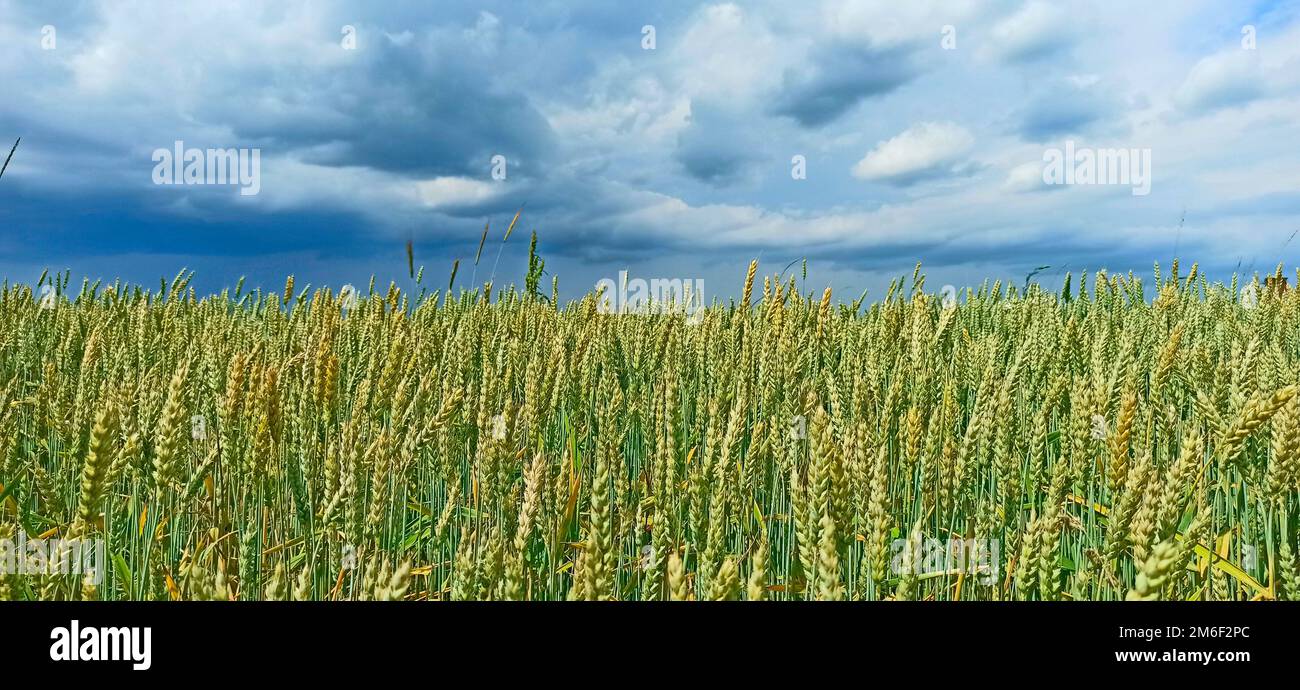 Sommerpanorama mit Getreidefelder und Regenwolken. Dunkle Wolken über dem Roggenfeld. Wundervoller Sommer La Stockfoto