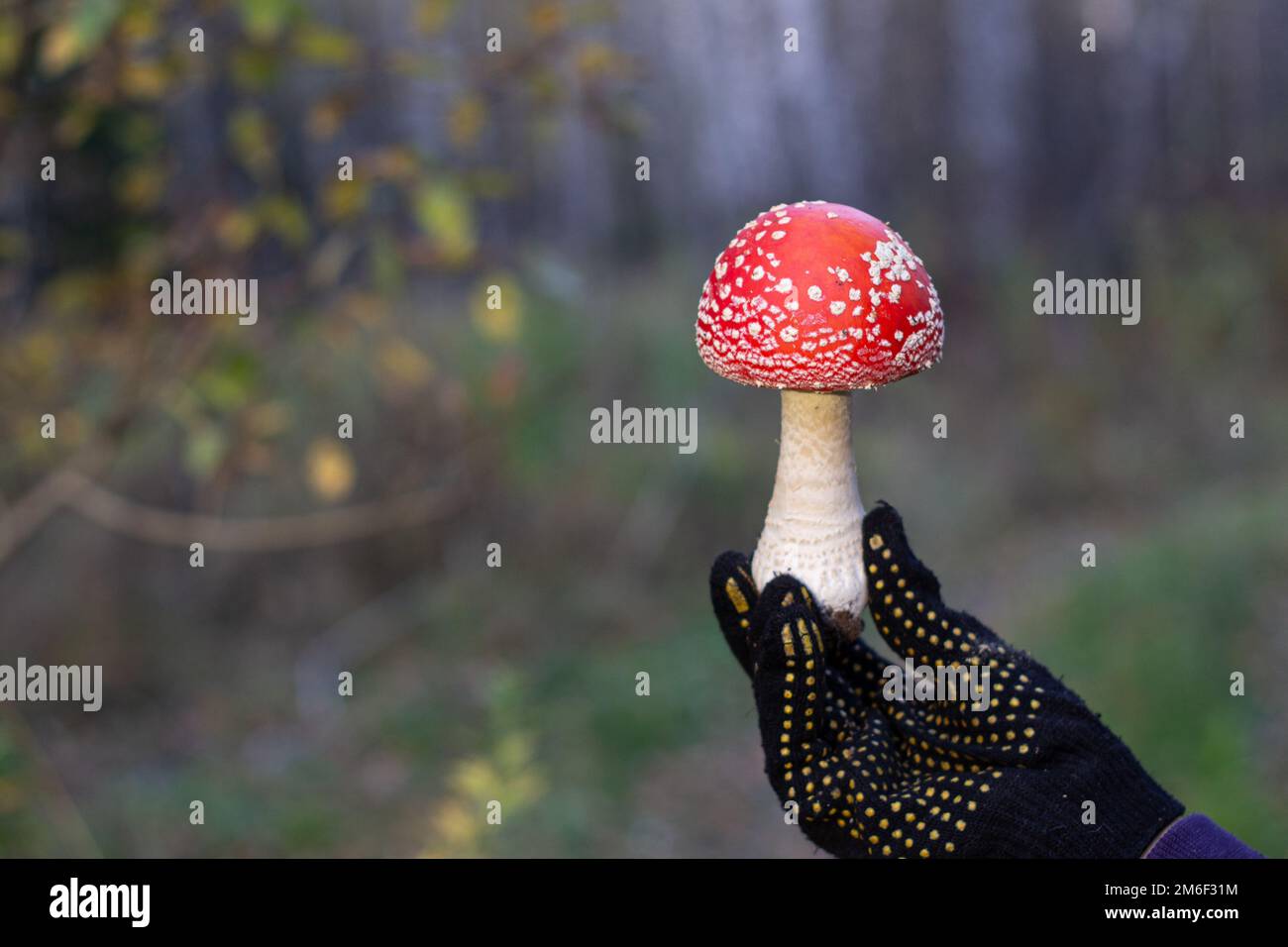 Rote Pilze in der Natur. Pilzfliegen-Agaric. Stockfoto