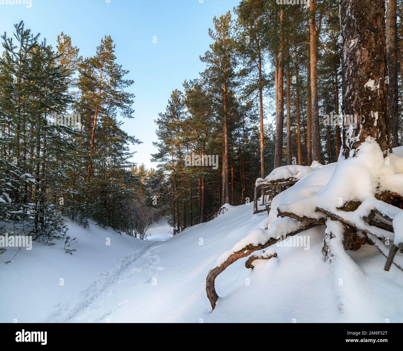 Winterlandschaft in einem Pinienwald Stockfoto