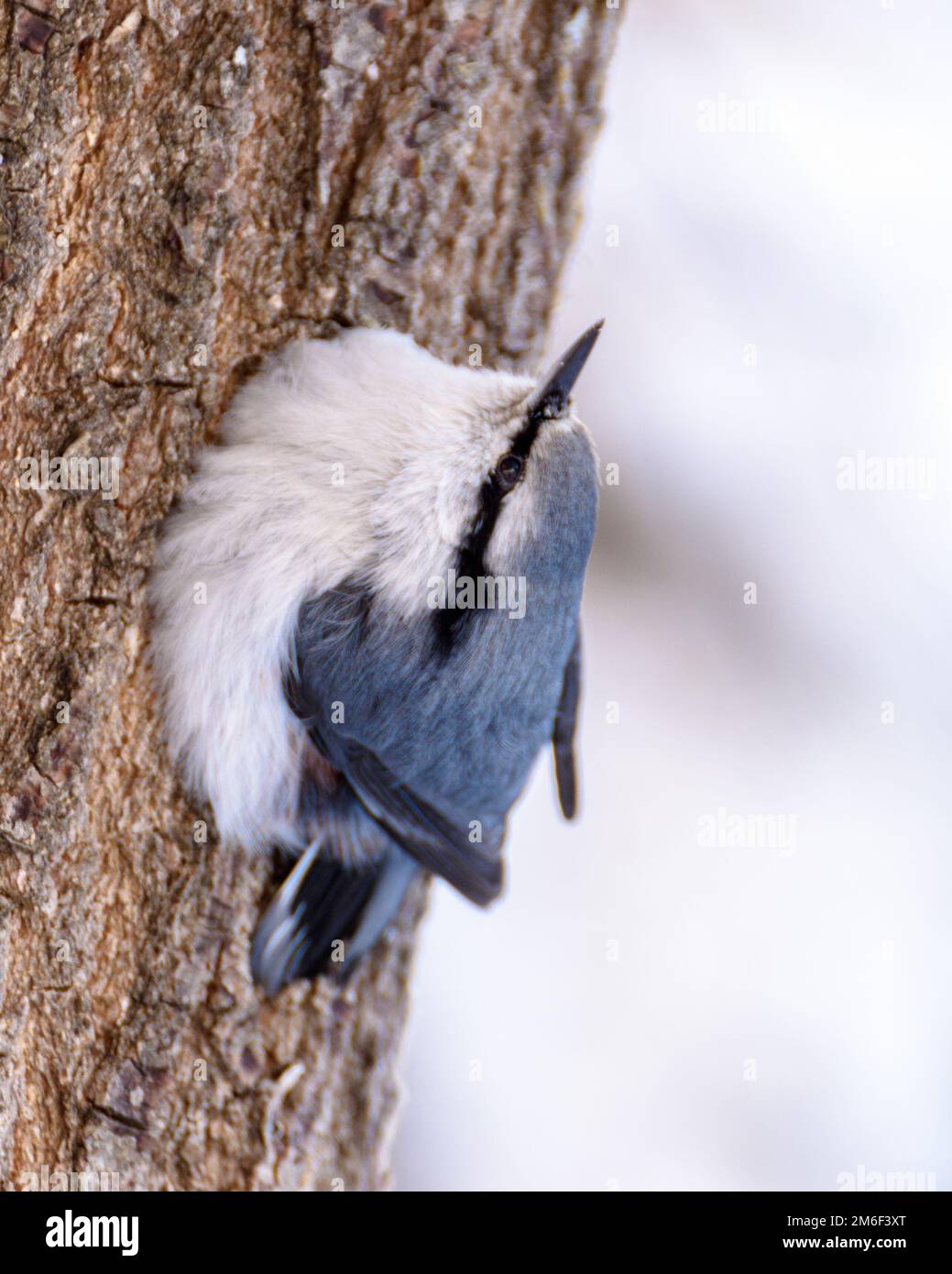 Vogel "Sitta europaea" auf einem Baumstamm Stockfoto