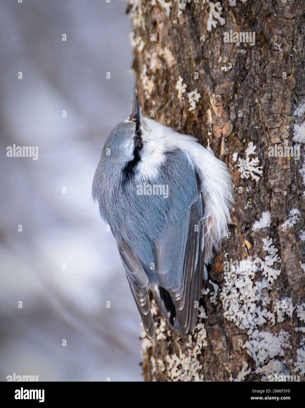 Vogel "Sitta europaea" auf einem Baumstamm Stockfoto