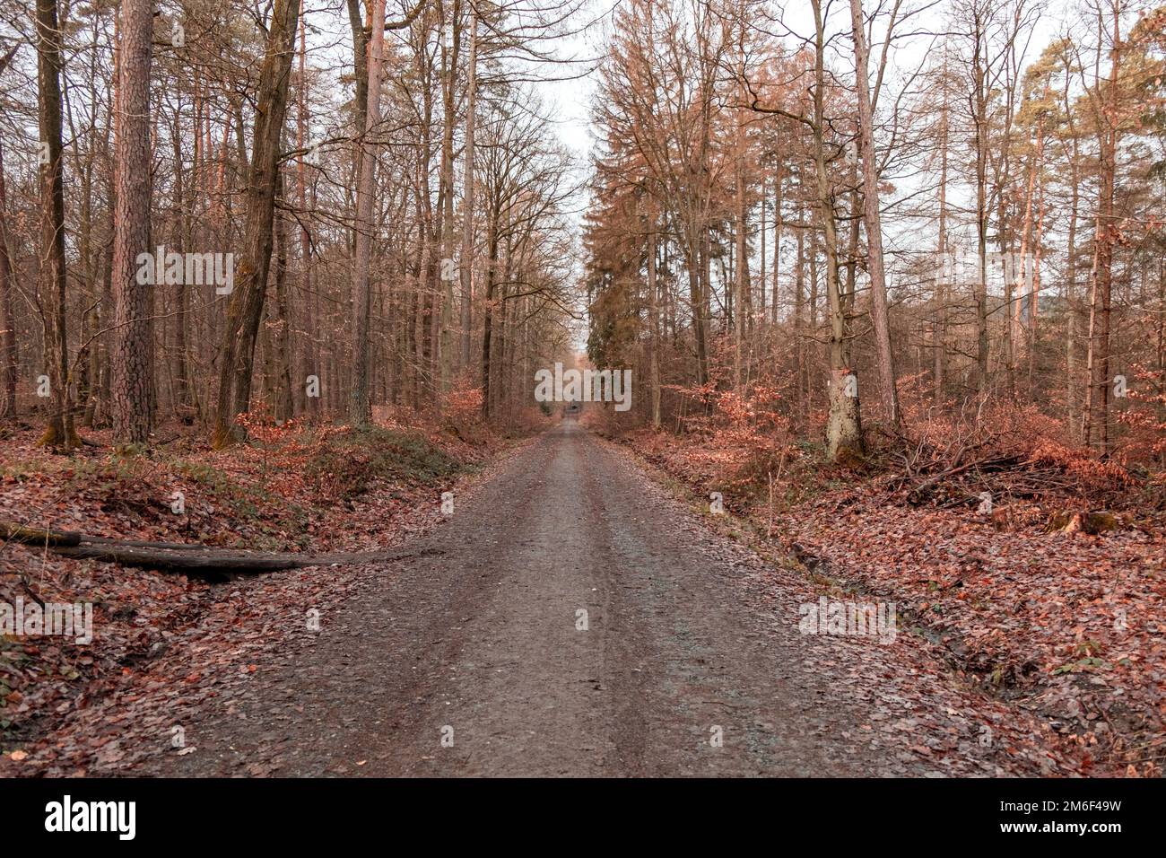 Spaziergang durch den Wald in Deutschland im Herbst Stockfoto