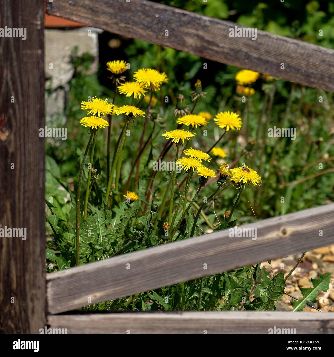 Große gelbe Löwenzahne wachsen hinter einem Holzzaun. Quadratisches Bild Stockfoto